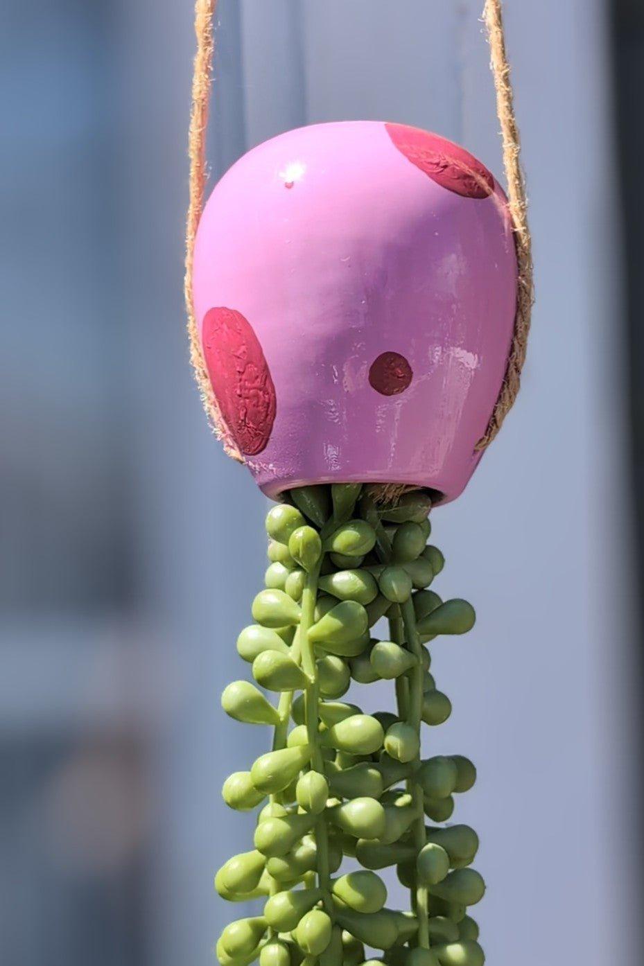 jellyfish hanging succulent - pump up the party pink - JellyfishParty