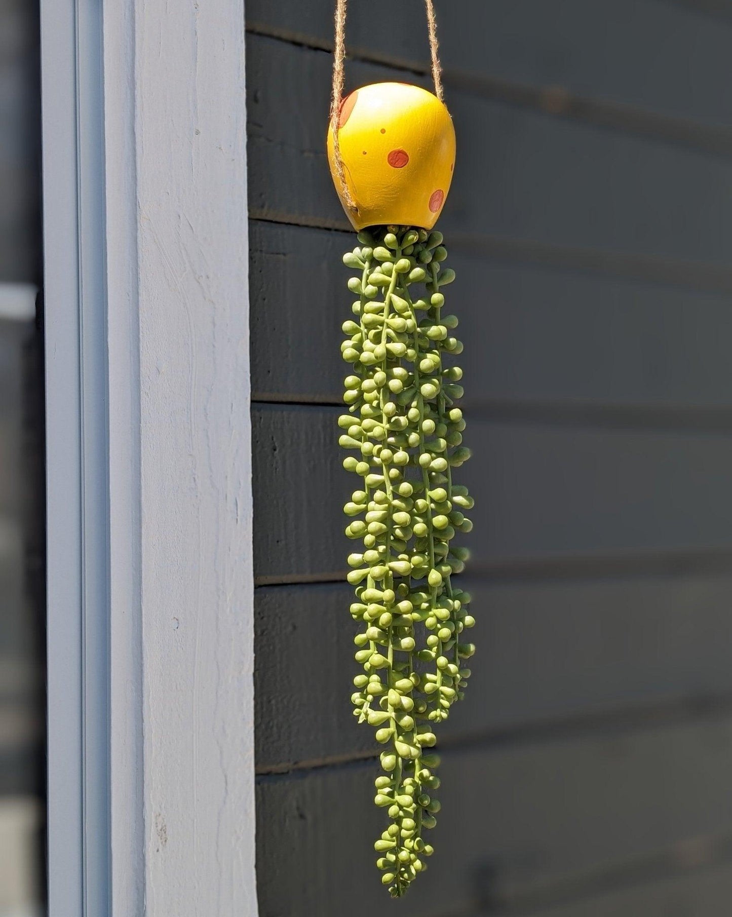 jellyfish hanging succulent - sponge yellow - JellyfishParty