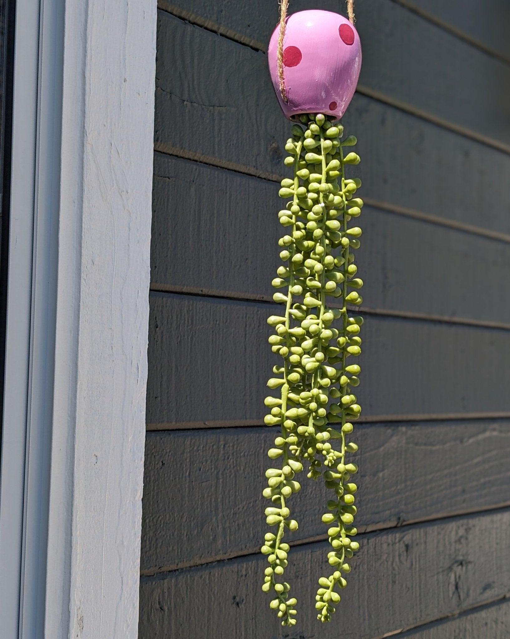 jellyfish hanging succulent - pump up the party pink - JellyfishParty