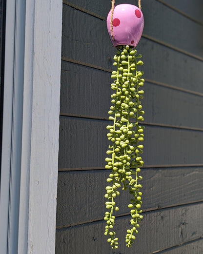 jellyfish hanging succulent - pump up the party pink - JellyfishParty