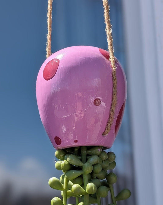 jellyfish hanging succulent - pump up the party pink - JellyfishParty