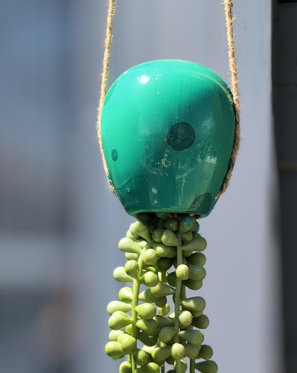 jellyfish hanging succulent - seafoam green - JellyfishParty