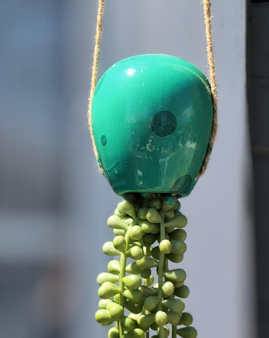 jellyfish hanging succulent - seafoam green - JellyfishParty