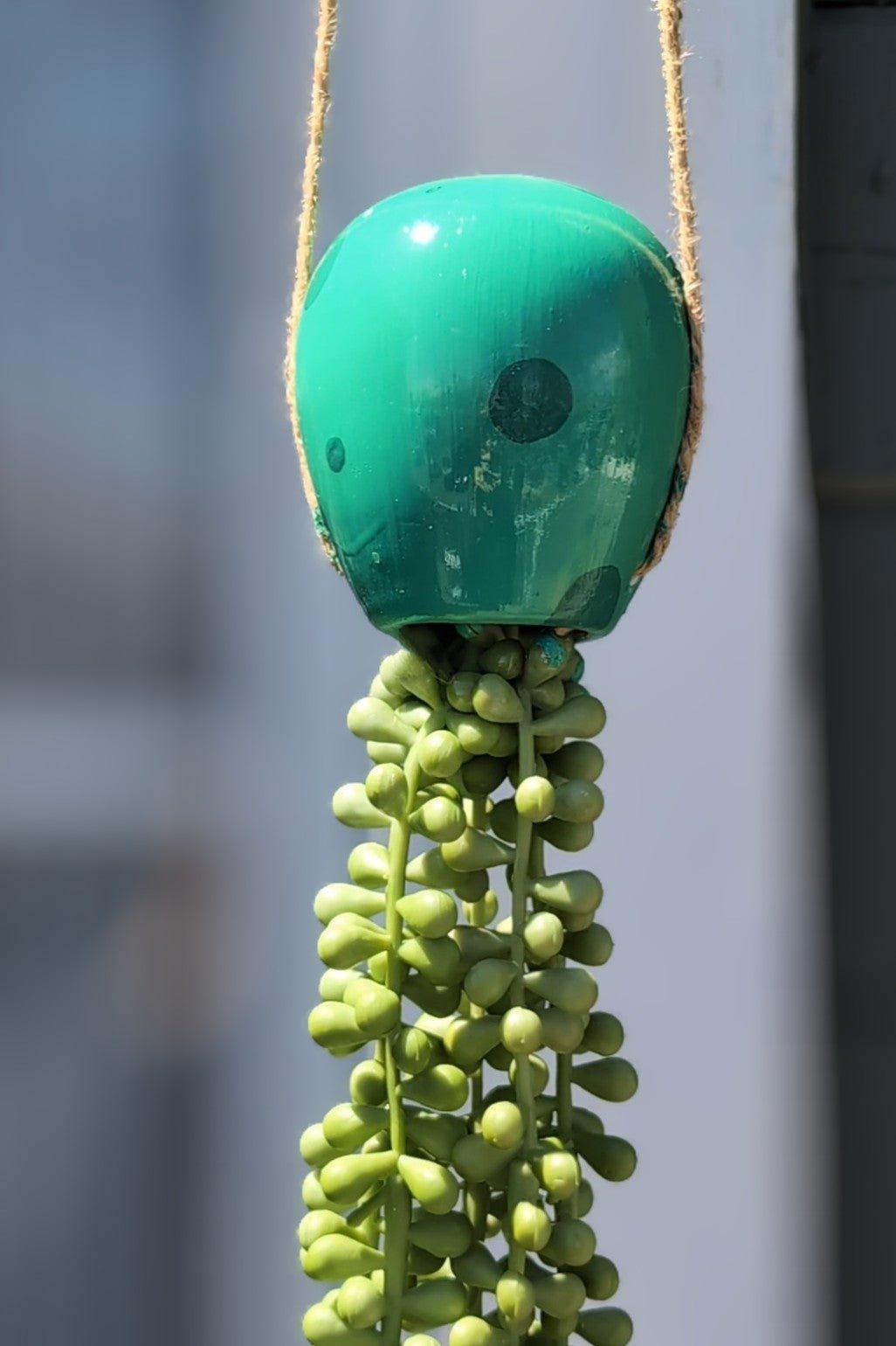 jellyfish hanging succulent - seafoam green - JellyfishParty