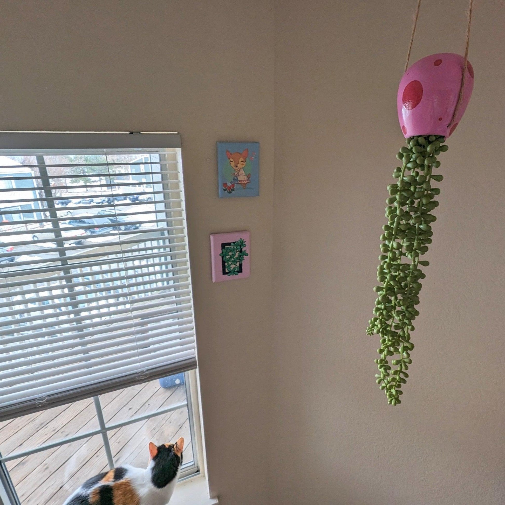 jellyfish hanging succulent - pump up the party pink - JellyfishParty