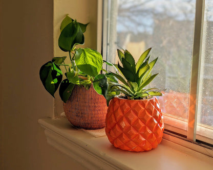 pineapple plant - beach house decor - JellyfishParty