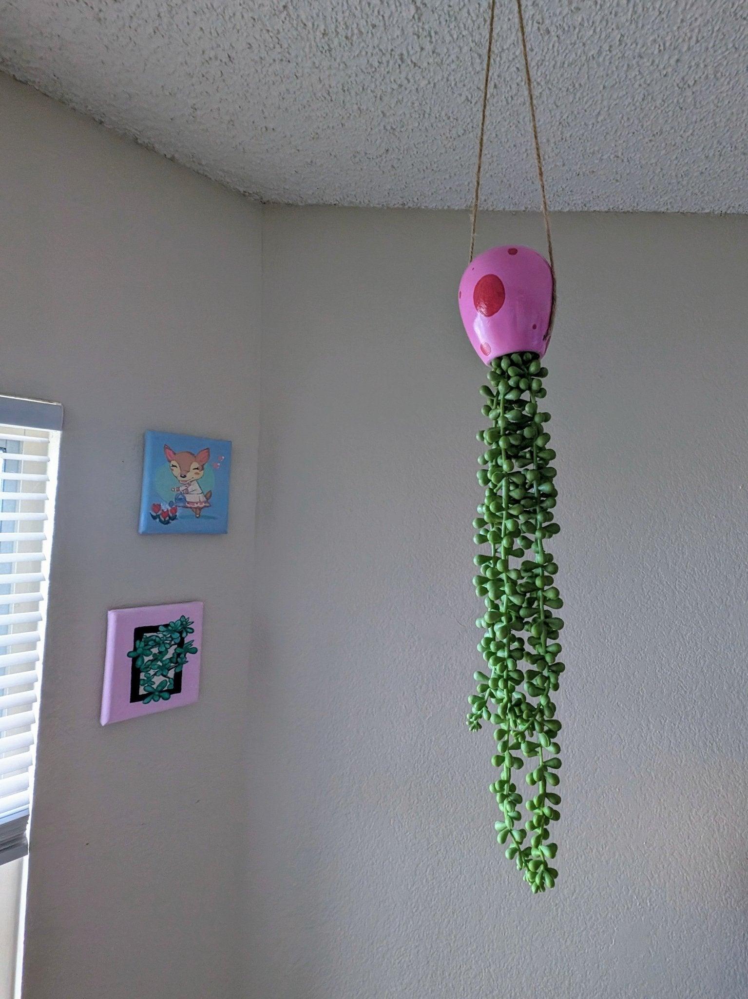 jellyfish hanging succulent - pump up the party pink - JellyfishParty