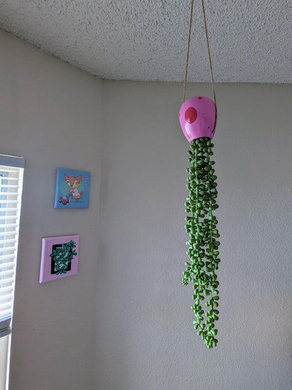 jellyfish hanging succulent - pump up the party pink - JellyfishParty