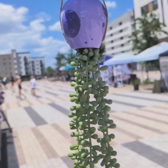 lavender love jellyfish succulent faux string of pearls spinning in the sunshine in slow motion