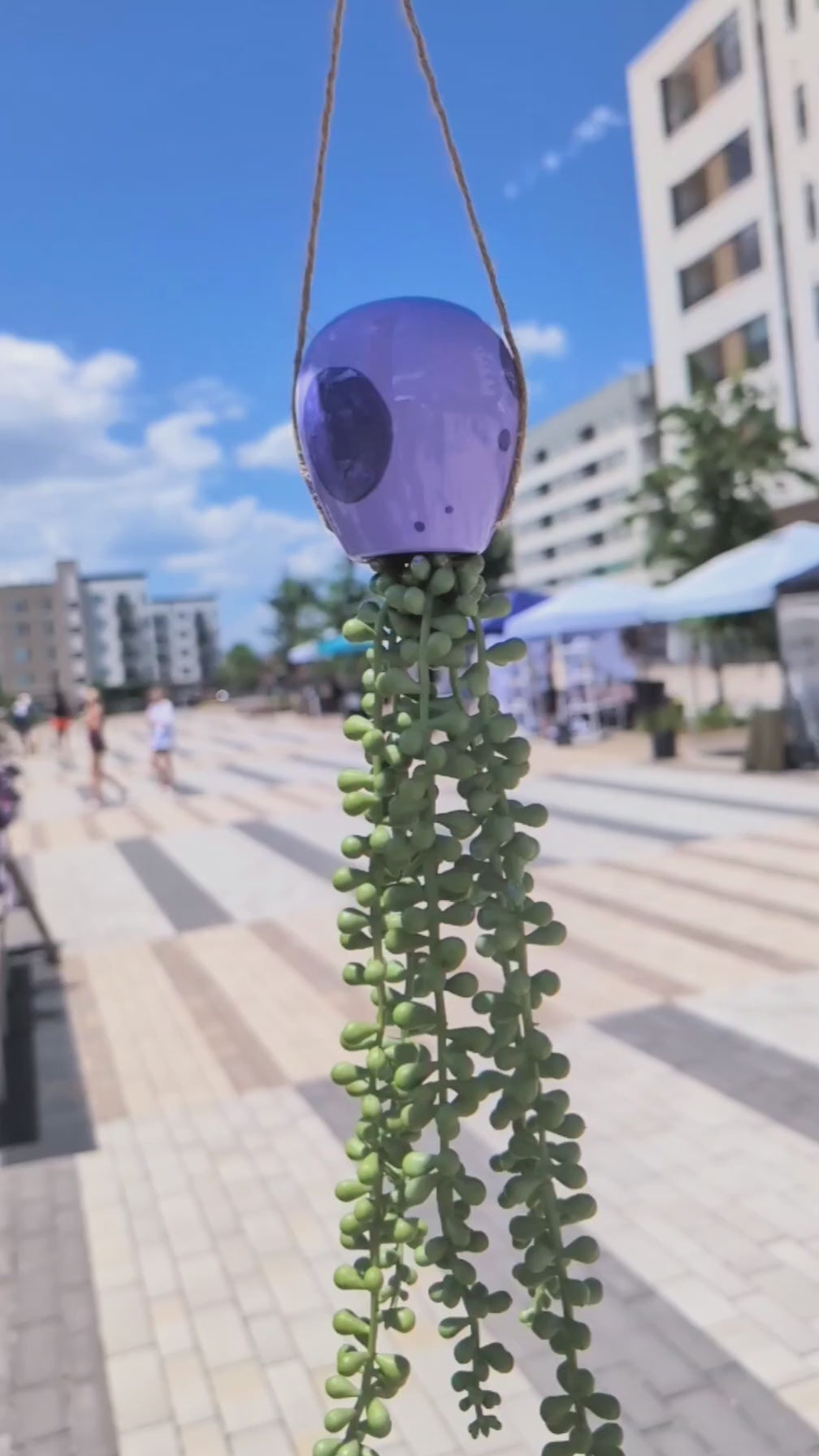 lavender love jellyfish succulent faux string of pearls spinning in the sunshine in slow motion