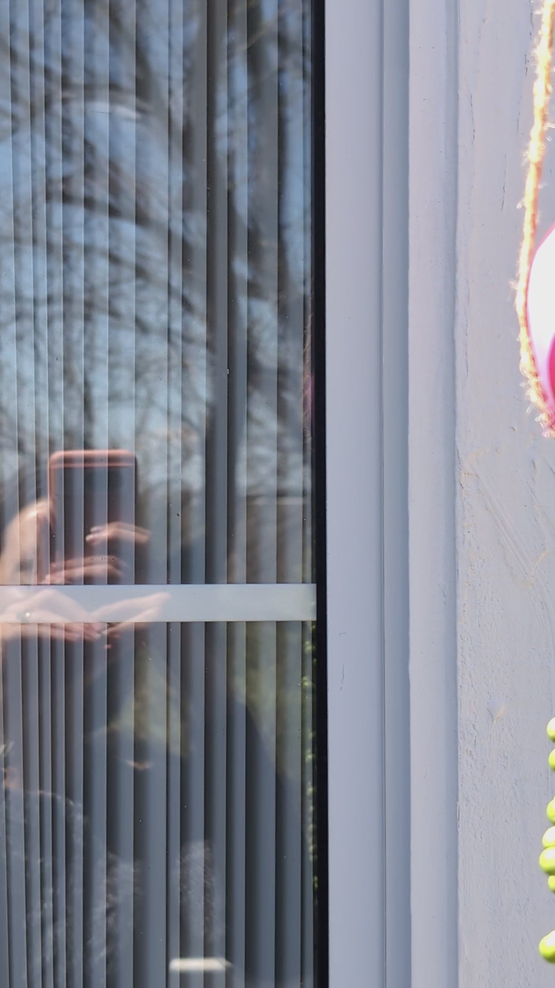 phone recorded video of jellyfish succulents swinging outside one by one
